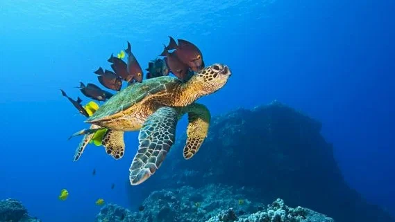 Photo 9 du film : Voyage sous les mers 3D
