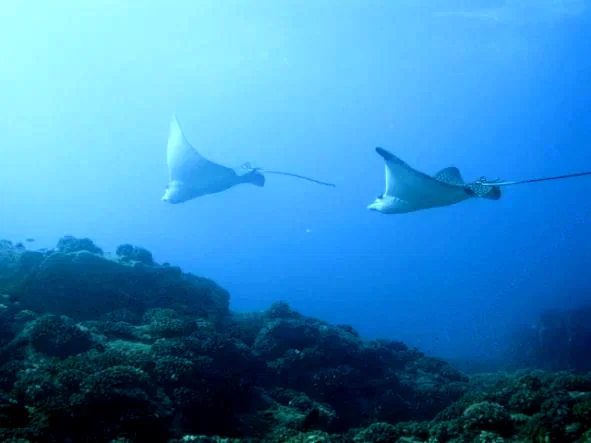 Photo 10 du film : Voyage sous les mers 3D