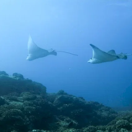 Miniature photo du film : Voyage sous les mers 3D