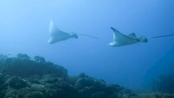 Photo 10 du film : Voyage sous les mers 3D