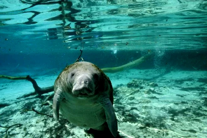 Photo 11 du film : Voyage sous les mers 3D