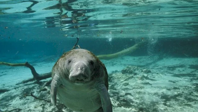 Photo 11 du film : Voyage sous les mers 3D