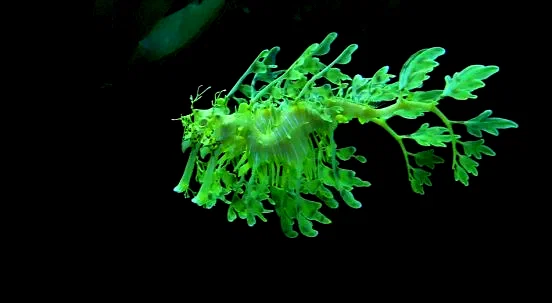 Photo 12 du film : Voyage sous les mers 3D