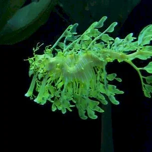 Miniature photo du film : Voyage sous les mers 3D
