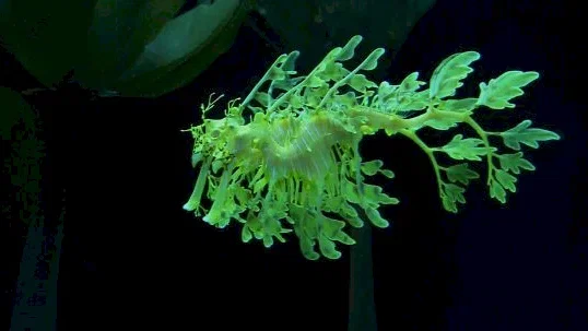 Photo 12 du film : Voyage sous les mers 3D