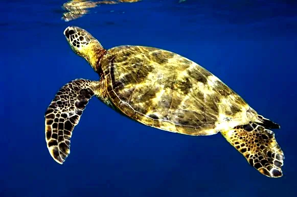 Photo 13 du film : Voyage sous les mers 3D