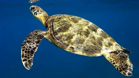 Photo 13 du film : Voyage sous les mers 3D