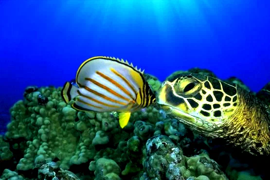 Photo 14 du film : Voyage sous les mers 3D
