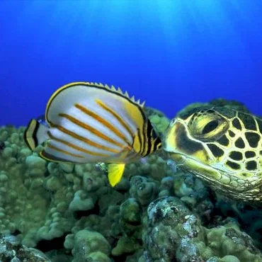 Miniature photo du film : Voyage sous les mers 3D