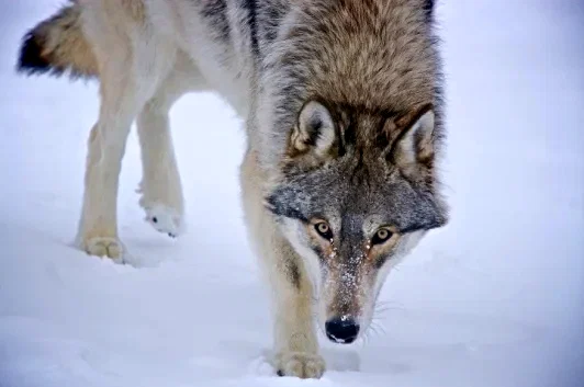 Photo 5 du film : Loup