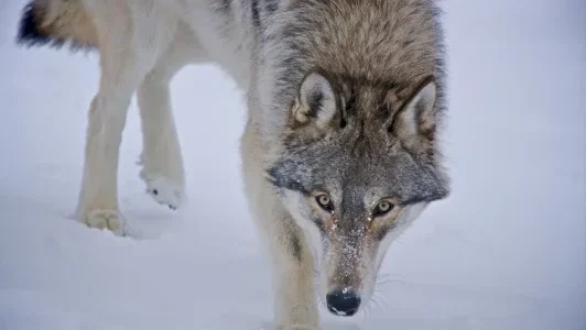 Photo du film : Loup