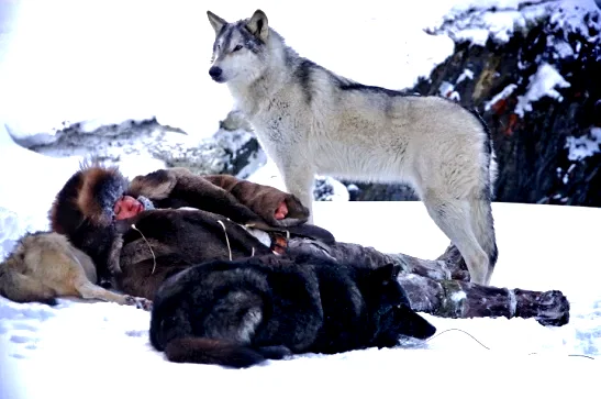 Photo 7 du film : Loup