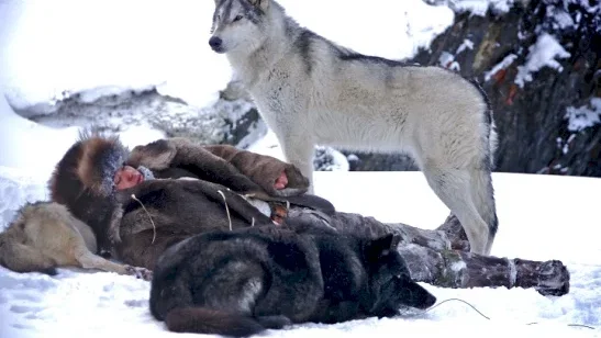 Photo du film : Loup
