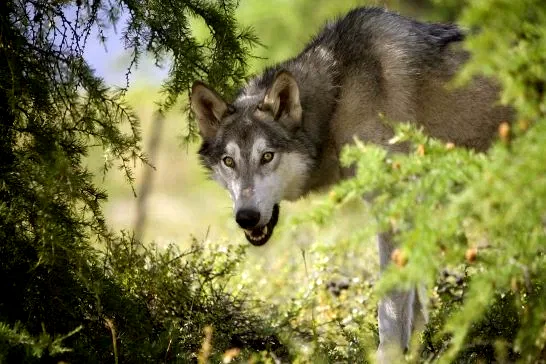 Photo 11 du film : Loup