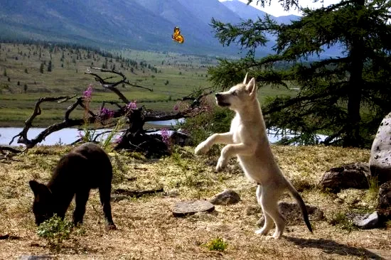 Photo 3 du film : Loup