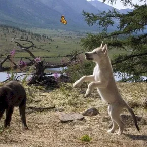 Photo du film : Loup