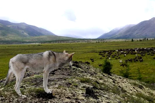 Photo 19 du film : Loup