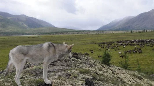 Photo du film : Loup