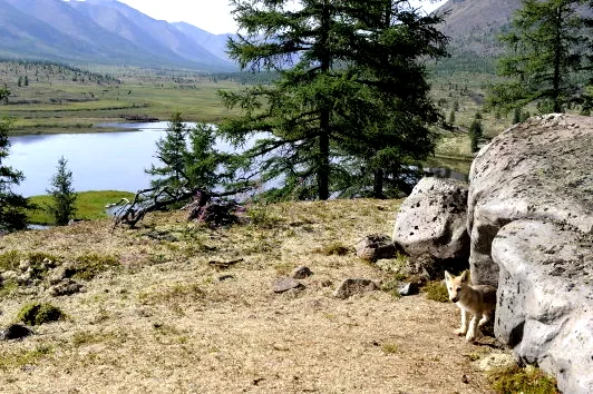 Photo 26 du film : Loup