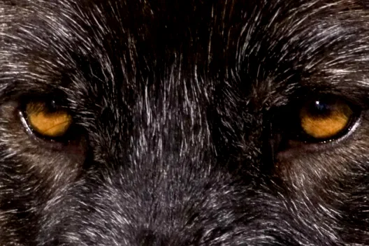 Photo 38 du film : Loup