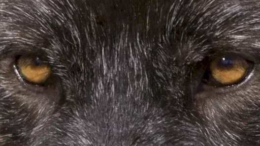 Photo du film : Loup