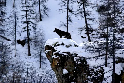 Photo 42 du film : Loup