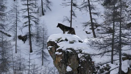 Photo du film : Loup