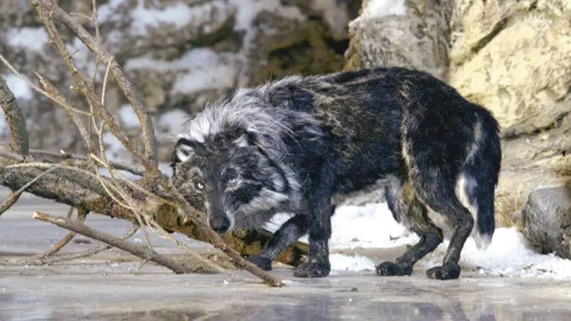 Photo du film : Pierre et le loup