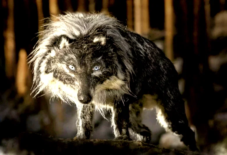 Photo 10 du film : Pierre et le loup