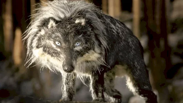 Photo du film : Pierre et le loup