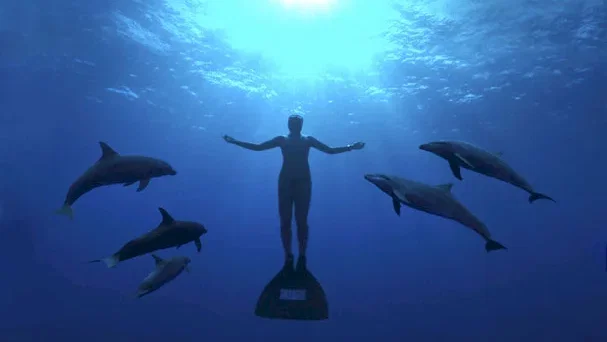 Affiche du film : The Cove - La Baie de la Honte