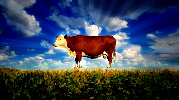 Photo 3 du film : Food, Inc.