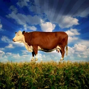 Photo du film : Food, Inc.