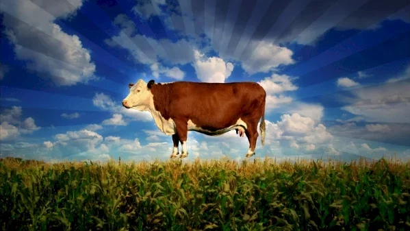 Photo 3 du film : Food, Inc.