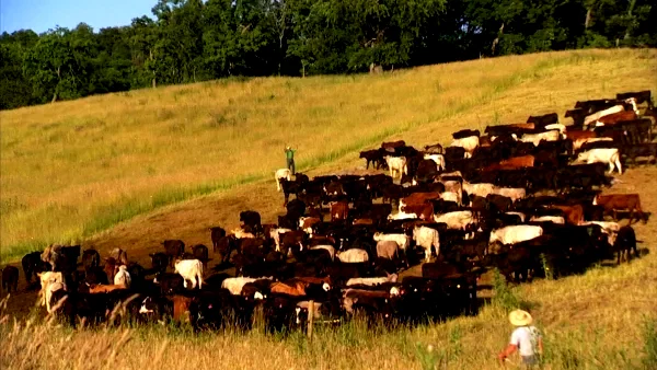 Photo 8 du film : Food, Inc.