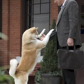 Photo du film : Hatchi