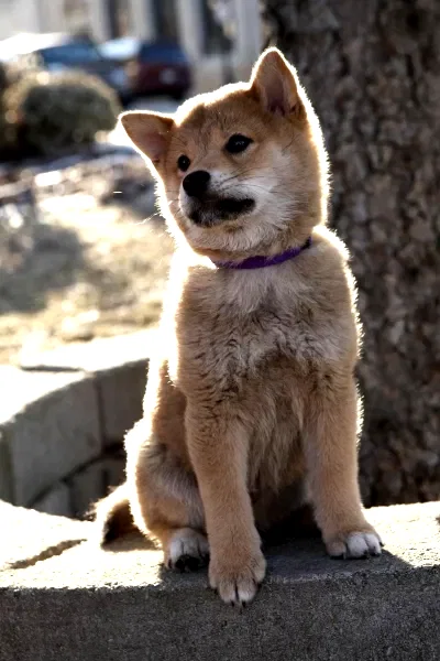 Photo 4 du film : Hatchi