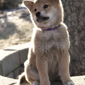 Photo du film : Hatchi