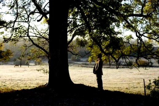 Photo 4 du film : L'Arbre et la forêt