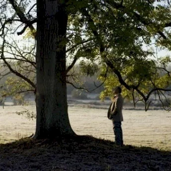 Miniature photo du film : L'Arbre et la forêt