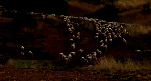 Photo 11 du film : Le temps des grâces