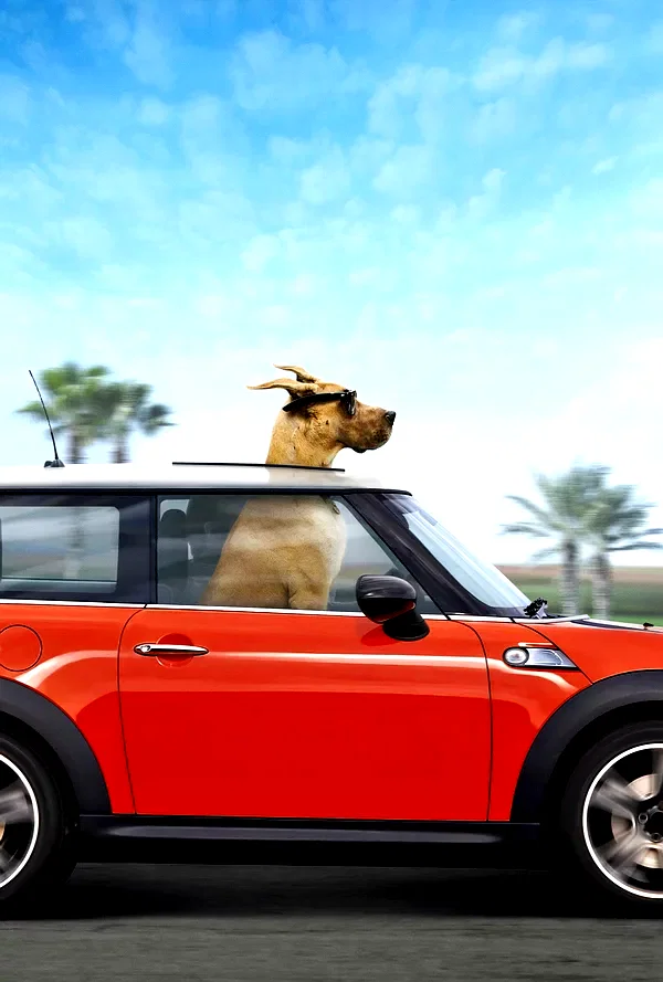 Photo 2 du film : Marmaduke