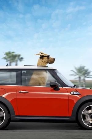Photo du film : Marmaduke