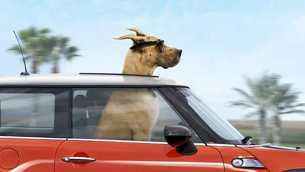 Affiche du film : Marmaduke