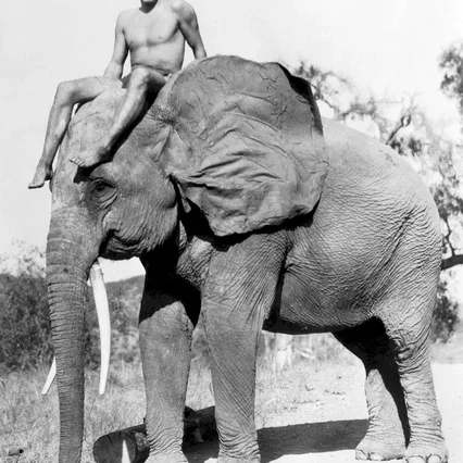 Miniature photo du film : Tarzan, l'homme singe