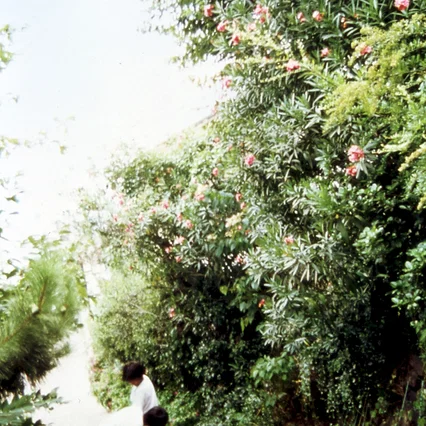 Miniature photo du film : Shara