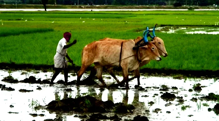 Photo du film : Solutions locales pour un désordre global