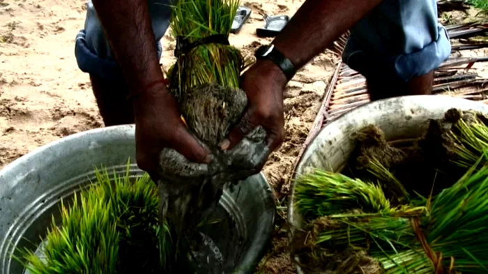 Photo du film : Solutions locales pour un désordre global