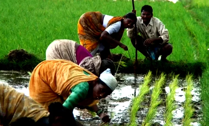 Photo du film : Solutions locales pour un désordre global