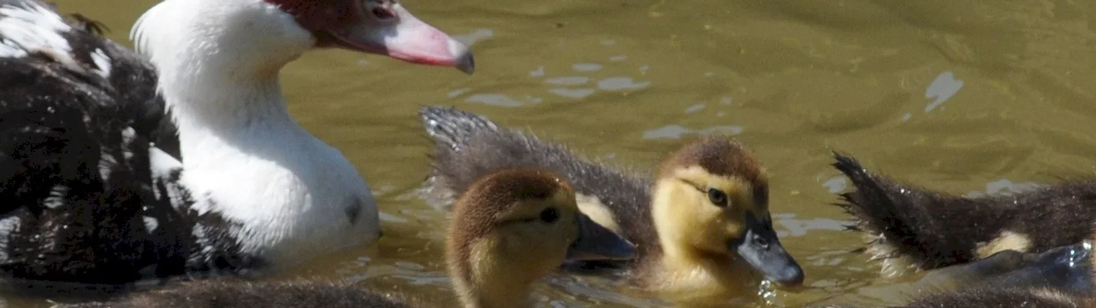Photo 2 du film : La vie sauvage des animaux domestiques 